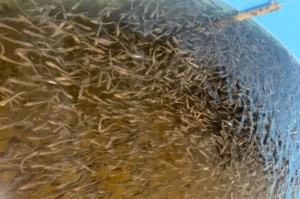 ИНК выпустила полмиллиона мальков пеляди в Вилюйское водохранилище в Якутии